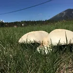 Prázdninový dům Green Cottage