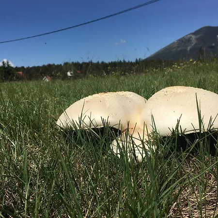 Дом отдыха Green Cottage