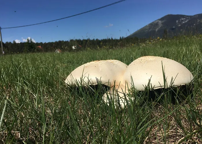 Casa de Férias Green Cottage